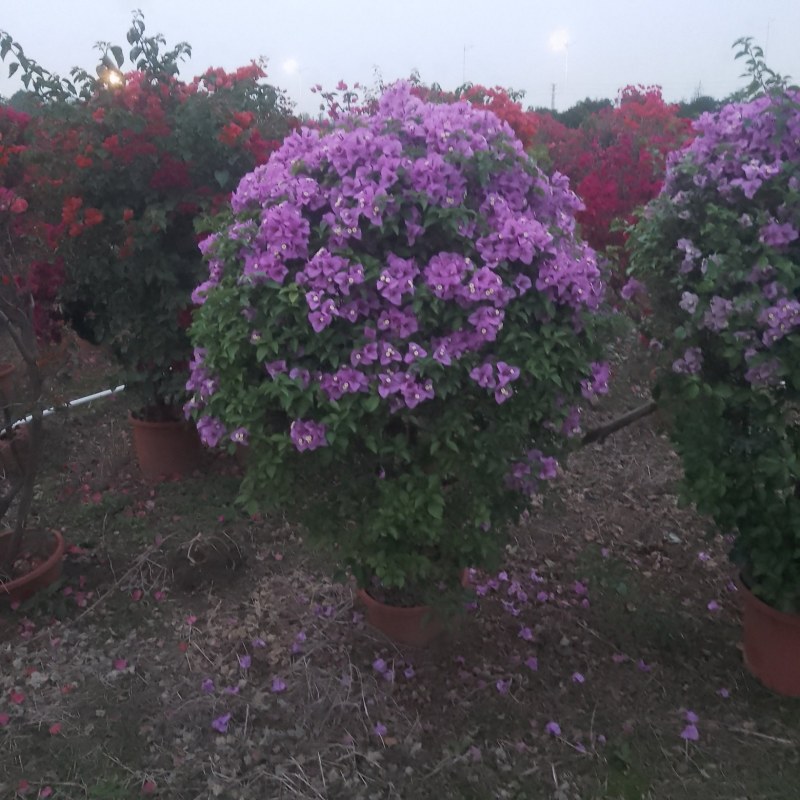 多种花色多规格三角梅