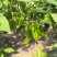 新鲜芜湖椒