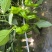 新鲜芜湖椒