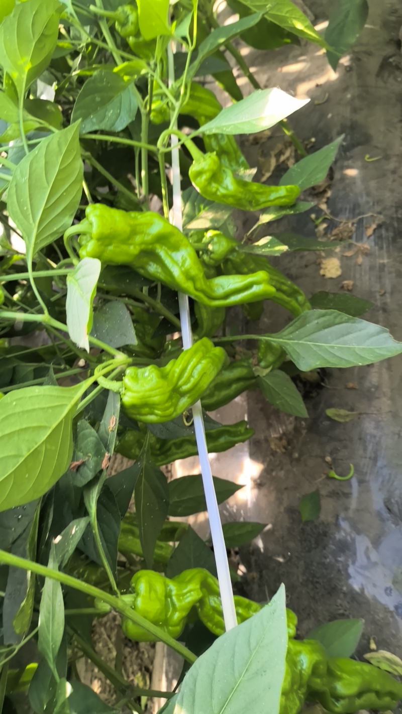 新鲜芜湖椒