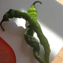 景泰牛角椒，螺丝椒