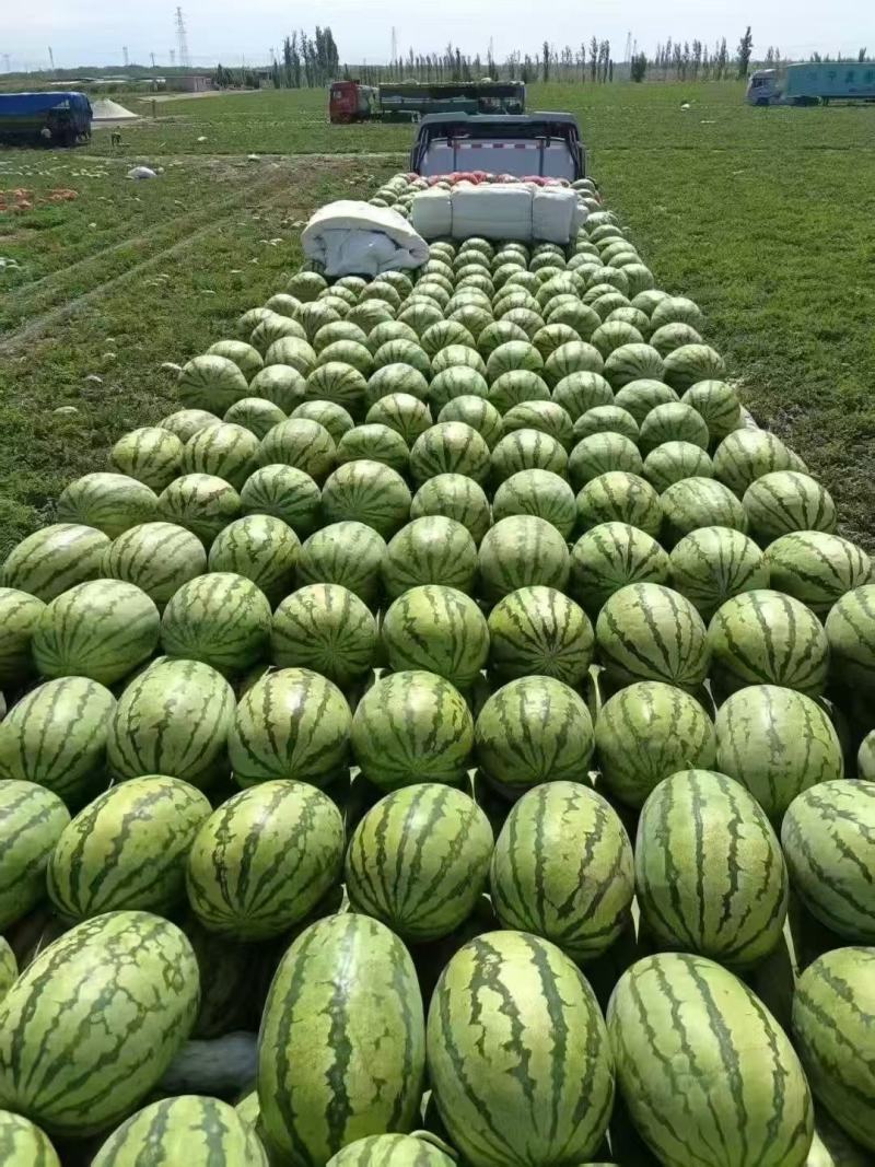 《优选》内蒙古金花西瓜基地直发对接全国量大从优一条龙服