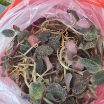 金线莲