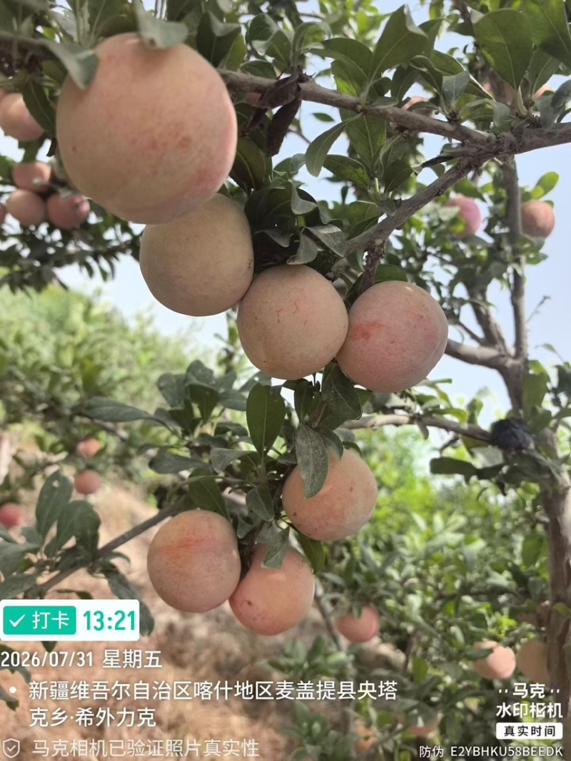 恐龙蛋｜新疆喀什地区麦盖提县特产恐龙蛋