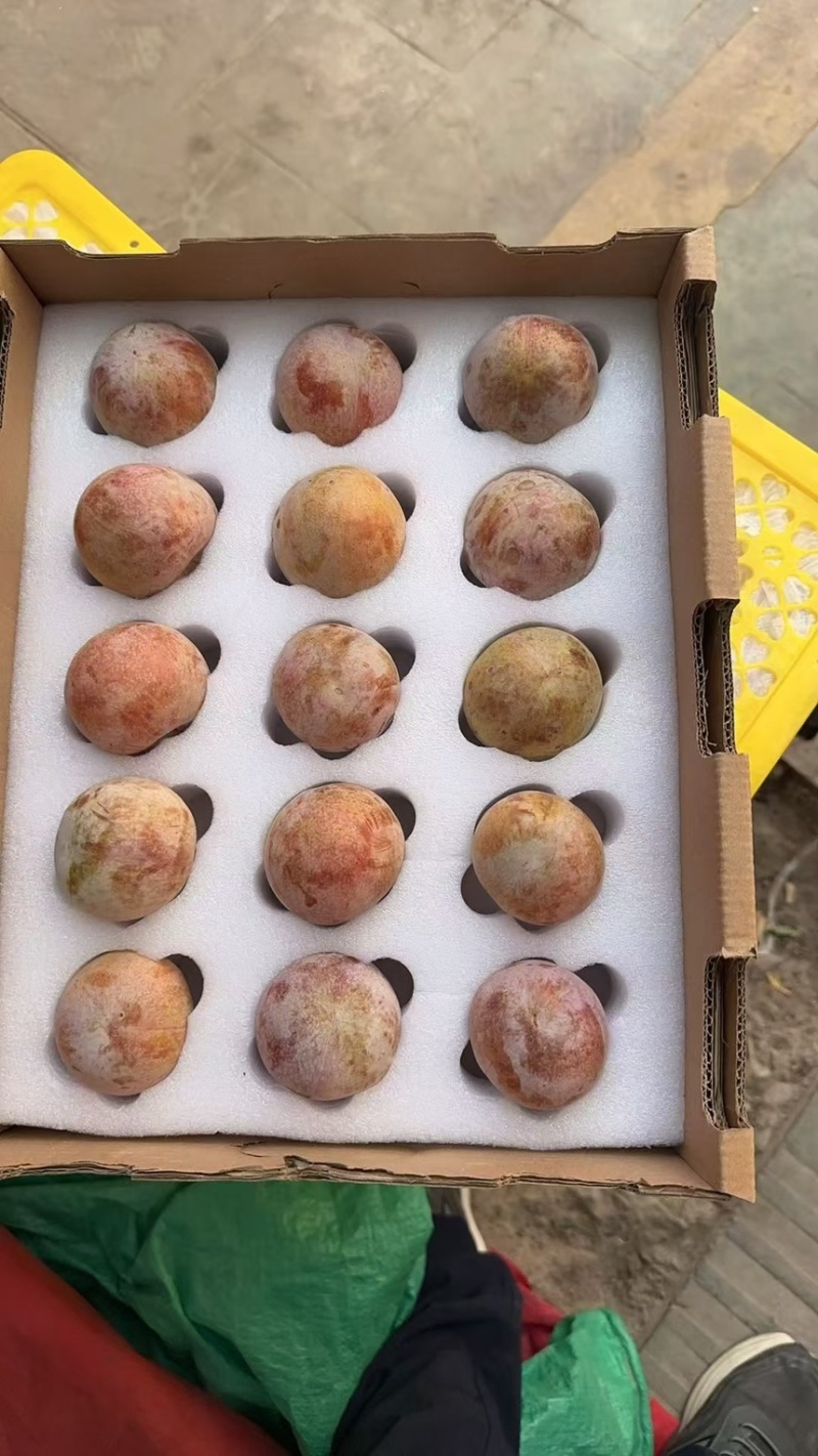 恐龙蛋｜新疆喀什地区麦盖提县特产恐龙蛋