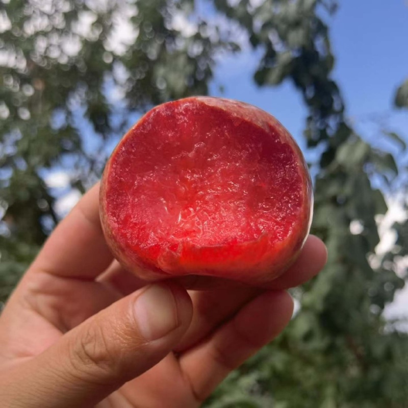 恐龙蛋｜新疆喀什地区麦盖提县特产恐龙蛋