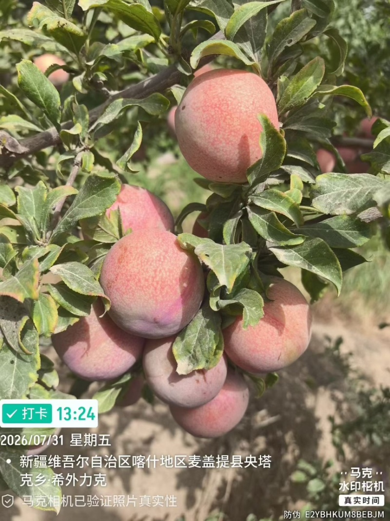 恐龙蛋｜新疆喀什地区麦盖提县特产恐龙蛋