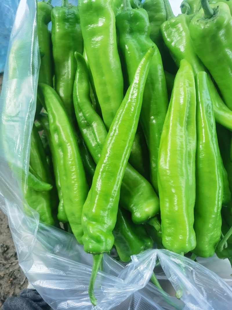 鲜尖椒