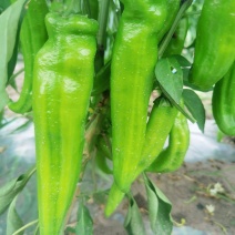鲜尖椒