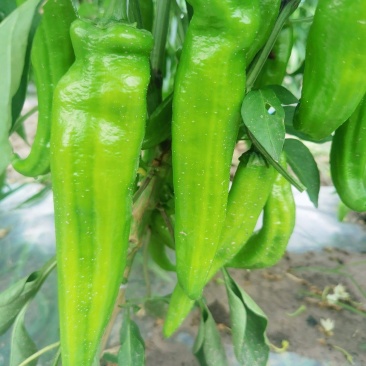 鲜尖椒