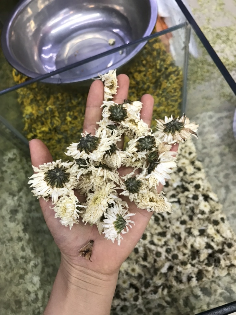 白菊批发产地货源货量充足量大从优