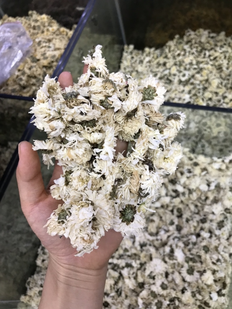 白菊批发产地货源货量充足量大从优