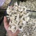 白菊批发产地货源货量充足量大从优