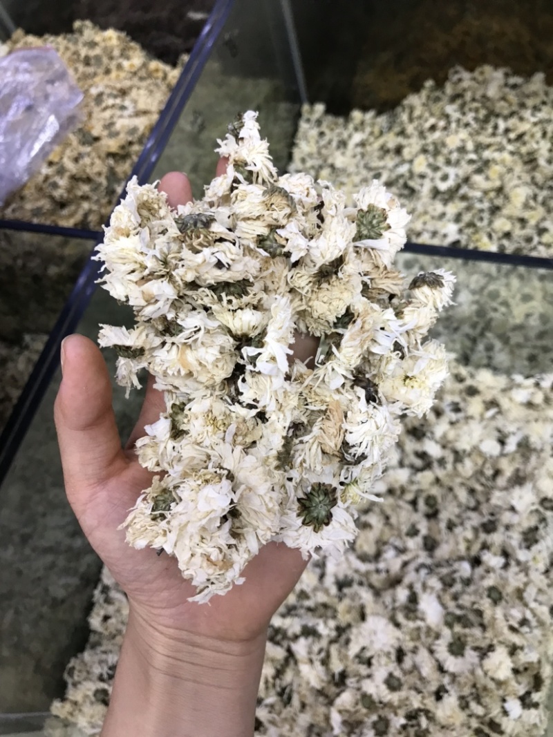 白菊批发产地货源货量充足量大从优