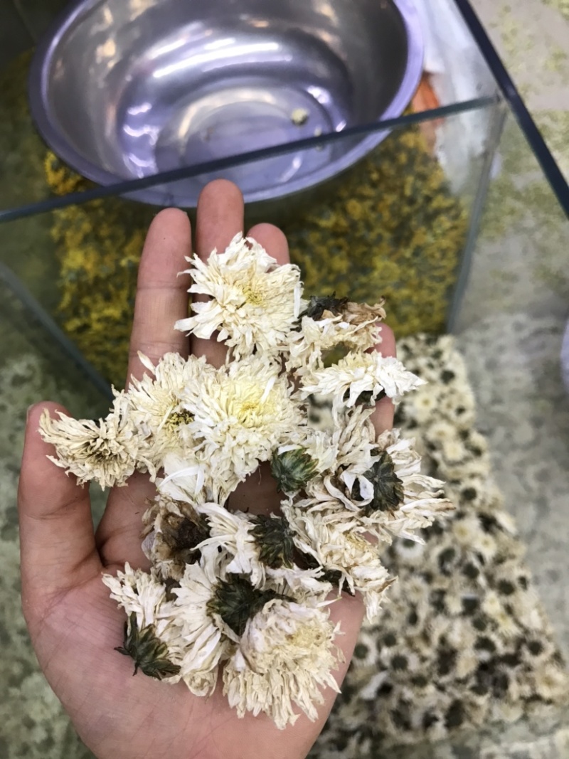 白菊批发产地货源货量充足量大从优