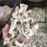 白菊批发产地货源货量充足量大从优