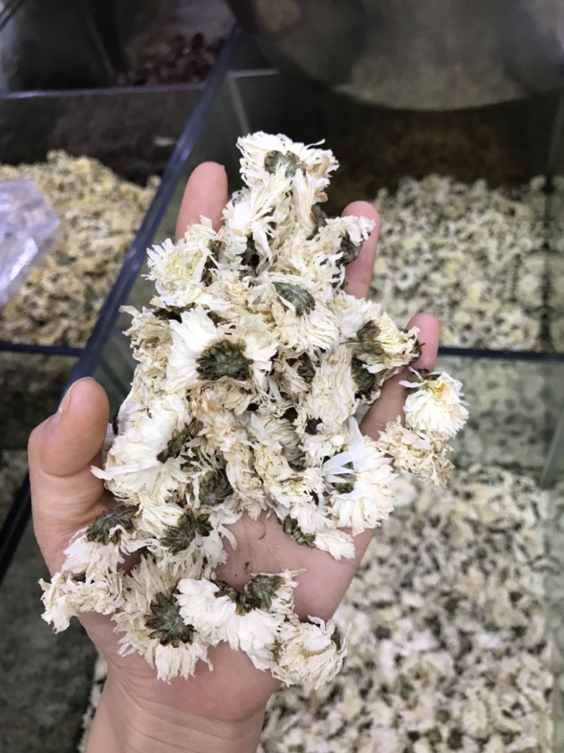 白菊批发产地货源货量充足量大从优