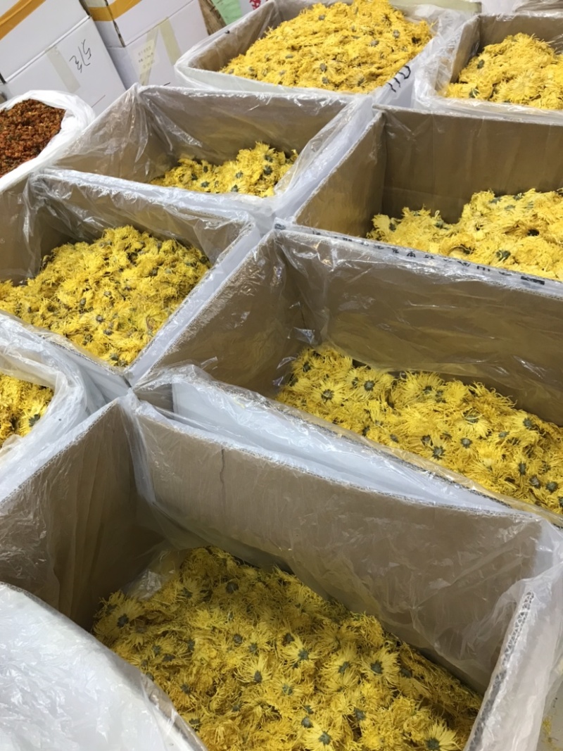 金丝皇菊产地货源批发规格多多