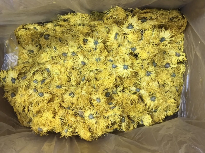 金丝皇菊产地货源批发规格多多