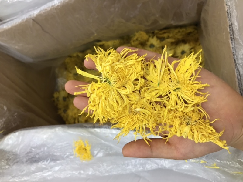 金丝皇菊产地货源批发规格多多