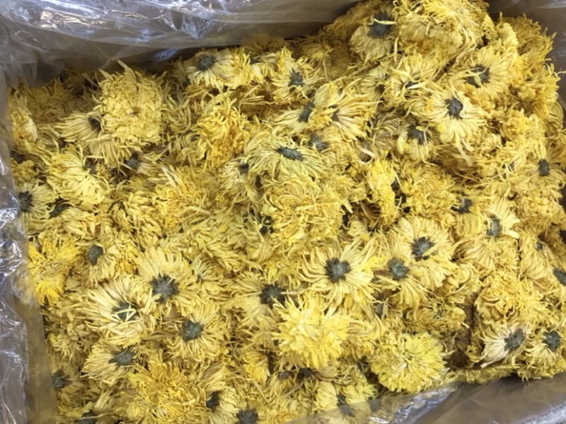 金丝皇菊产地货源批发规格多多
