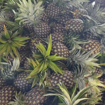 凤梨批发全国发货全年有货