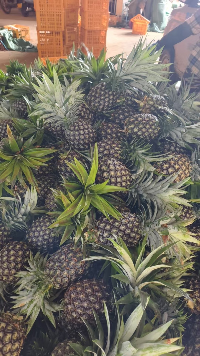 凤梨批发全国发货全年有货