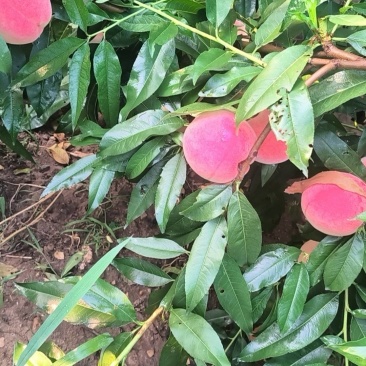 北京17毛桃离核