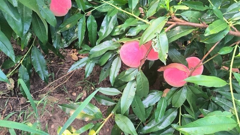 北京17毛桃离核