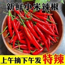 本地露天精品小米椒，大量上市供货中适合电商，超市，市场