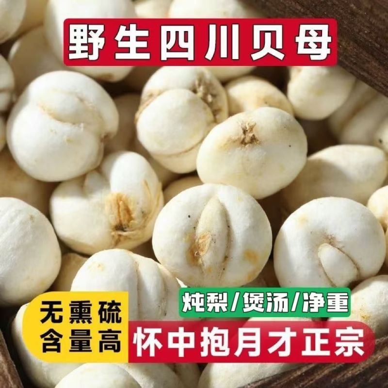 川贝正宗贝母四川批发无硫雪梨膏枇杷膏川贝母非松母特