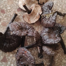 林下黑灵芝白底小个，新货品质保证价格实惠