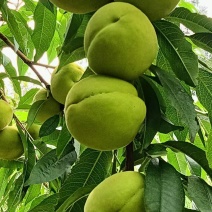 中华脆蜜桃