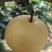 秋月梨七两以上，无包装