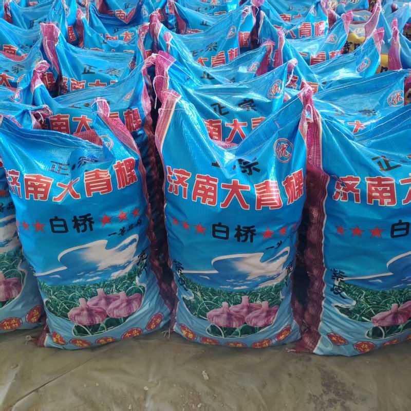 冠县大青稞蒜种，脱水苗蒜都有