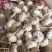 冠县大青稞蒜种，脱水苗蒜都有