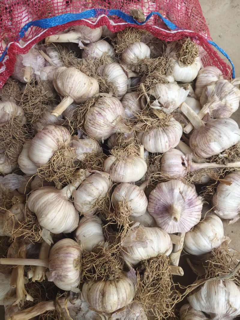 冠县大青稞蒜种，脱水苗蒜都有