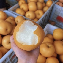 山东黄金梨风水梨秋月梨产地大量上市了
