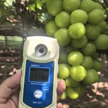 阳光玫瑰，可以对接电商一件代发，顺丰包邮