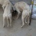 格惠犬