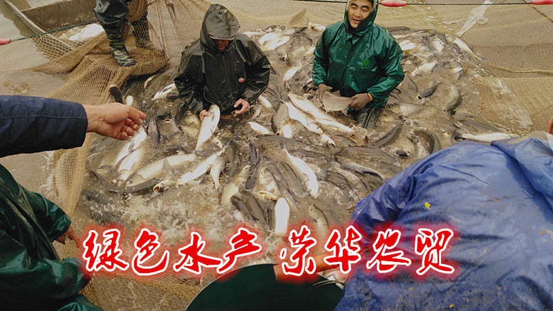 草鱼食用人工养殖活鱼1~2.5公斤