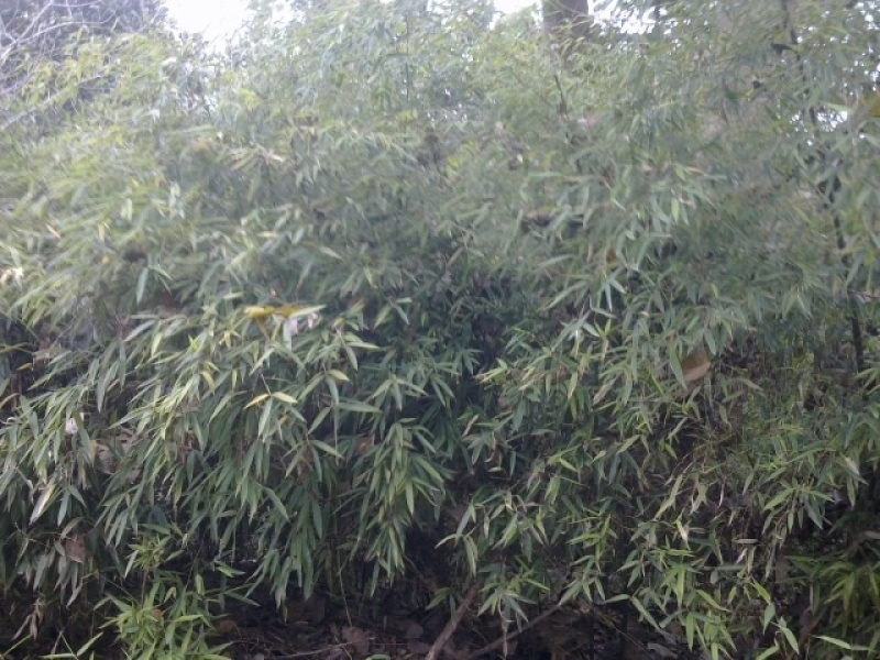 紫竹