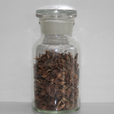 红枫种子
