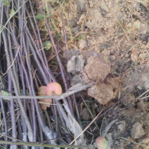 苹果树苗苹果树山西苹果树苗苹果树苗
