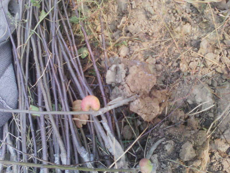 苹果树苗苹果树山西苹果树苗苹果树苗