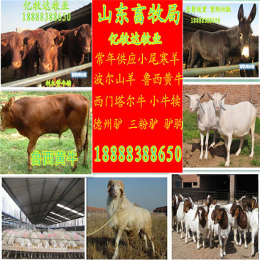 肉驴苗