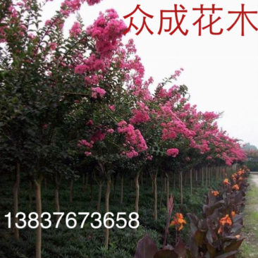 百日红