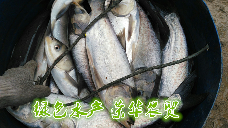 草鱼食用人工养殖活鱼1~2.5公斤