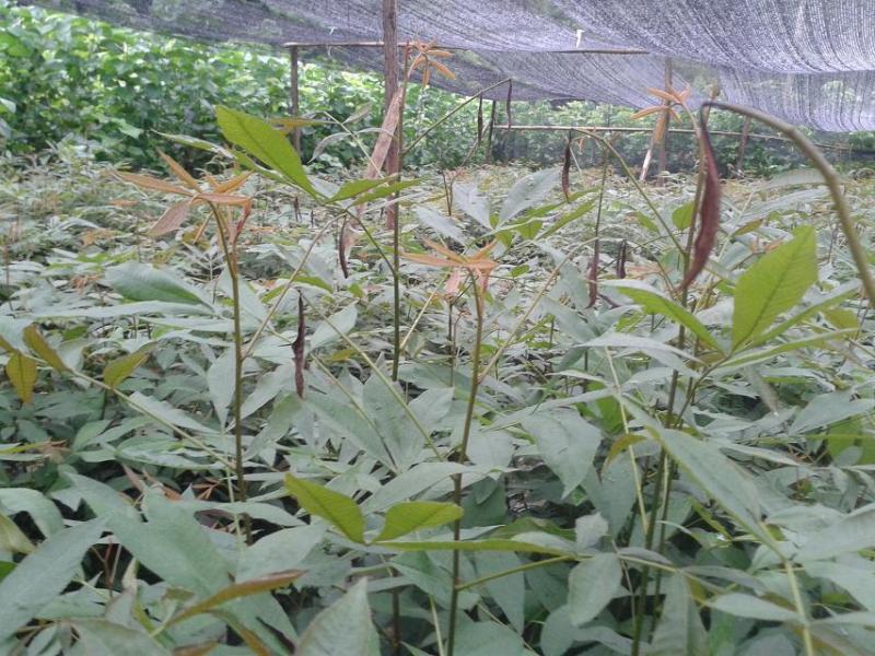 山核桃苗绿化征用苗临安山核桃苗补偿苗杭州小胡桃苗