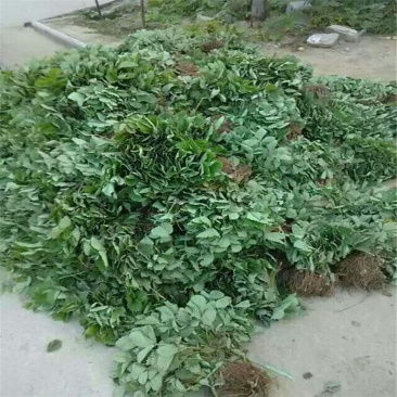 红颜草莓苗